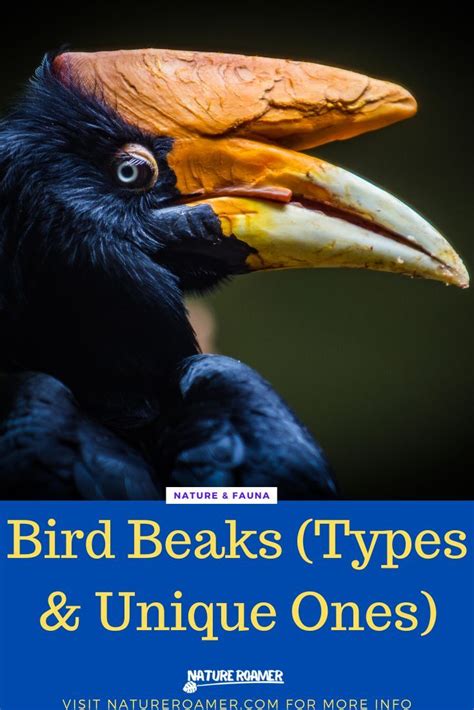 Bird Beaks (Anatomy, Types & Unique Ones) .